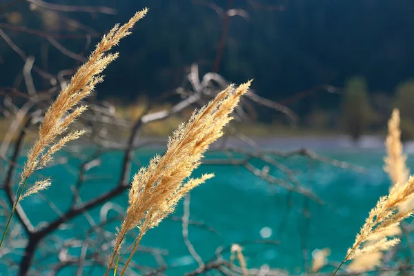 Жовта Гілка Рослини Розмитому Фоні Озера Природа Восени — стокове фото