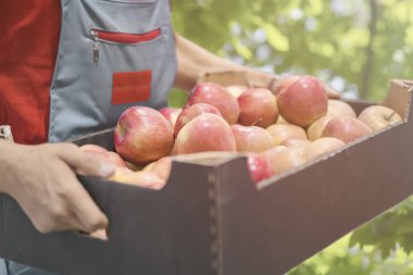 Karton kutuda taze hasat elma ile Çiftçi. Tarım ve bahçecilik konsepti.