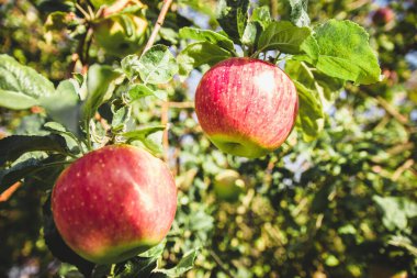Büyük kırmızı elmalar bir ağaç dalına yakın plan. Olgun meyveler.