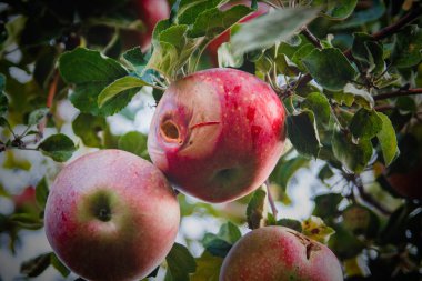 Bir ağaç dalına yakın plan çürük kırmızı elmalar. Olgun meyveler.