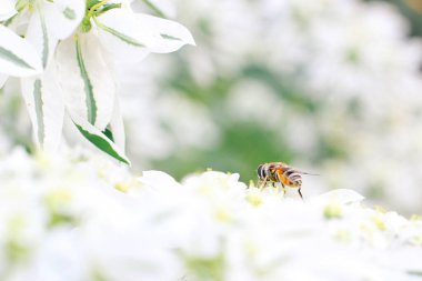 Beyaz bir çiçeğin üzerinde oturan küçük arı. Bahar zamanı konsepti