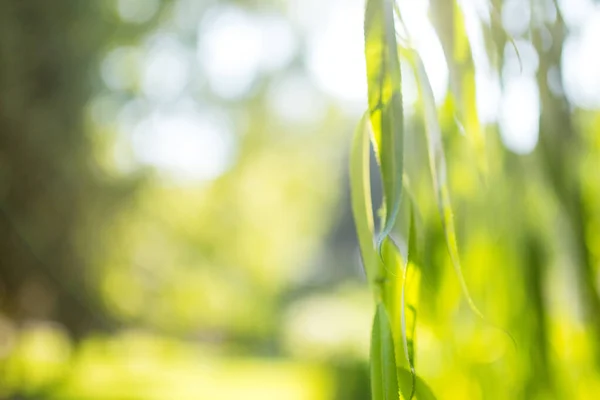 Натуральний Зелений Яскраво Розмитий Ліс Сонячного Літнього Дня Фон Дефокусу — стокове фото