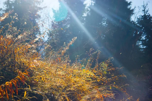 Природний Красивий Фон Близько Сухої Золотої Трави Сході Сонця Восени — стокове фото