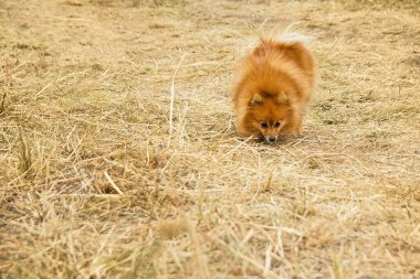 Kuru sarı çimlerde kırmızı tüylü tükürük köpeği