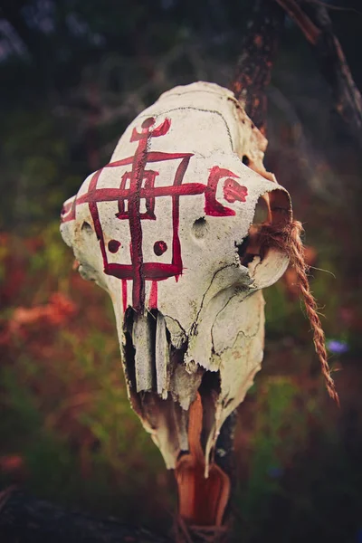 Rot Lackierter Tierschädel Auf Holzdreieck Freien Voodoo Ritual Schwarzer Magie — Stockfoto