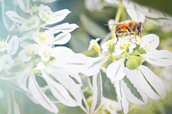 小さな蜂が白い花の上に座っている 春の時間概念 — ストック写真