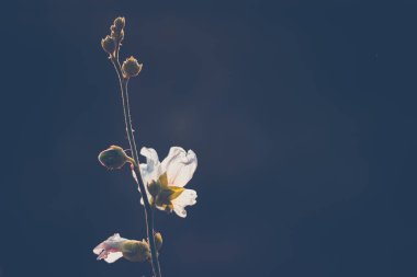 Yeşil arka plandaki Tian Shan dağlık alanlarındaki çayırlarda ve hendeklerde yetişen Mallow Moschata türleri günbatımında çiçek açarlar. Renkli fotoğraf