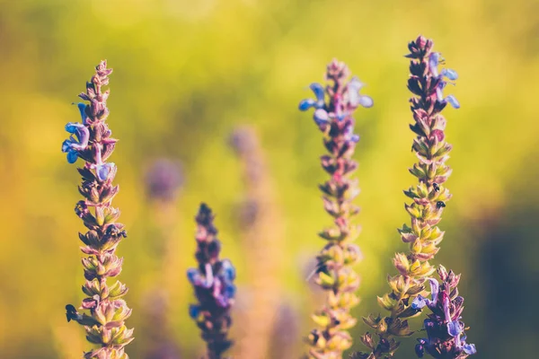 Salvia Azul Púrpura Salvia Farinacea Iluminación Del Atardecer Flores Floreciendo — Foto de Stock