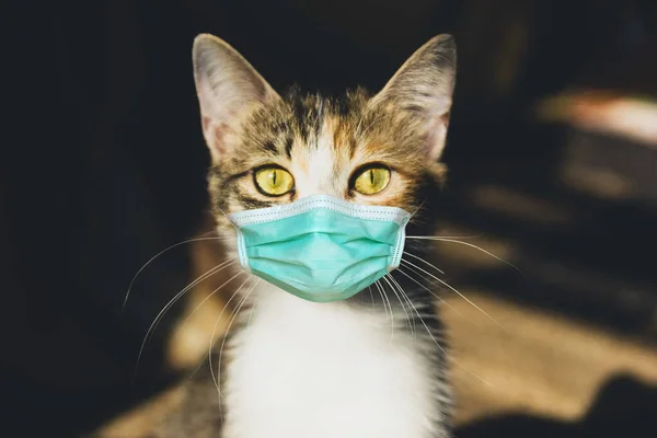 Katze Medizinischer Maske Antivirale Schutzmaske Auf Dem Gesicht Der Haustiere — Stockfoto