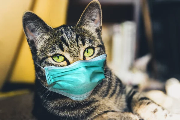 Katt Skyddande Mask Stanna Hemma Covid Virus Koncept — Stockfoto