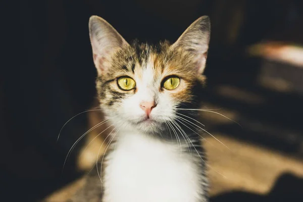 可爱的小家猫 长着金黄色的眼睛和长长的胡须 带着甜蜜的表情看着相机 美丽的小猫咪在室内的肖像 — 图库照片