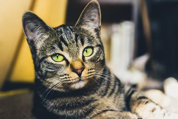 Смугасте Обличчя Кішки Зеленими Очима Дивиться Камеру — стокове фото
