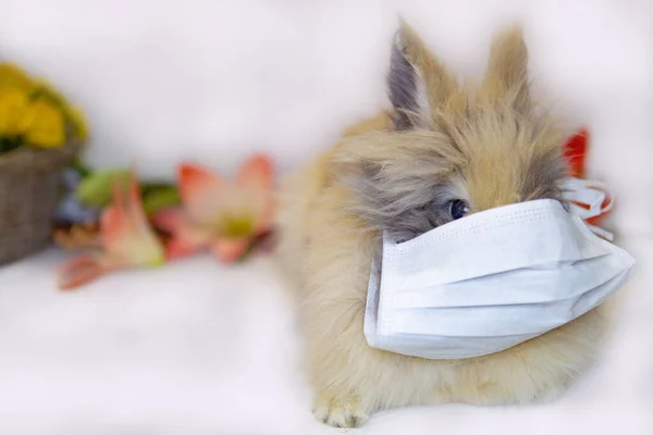 Paskalya Tavşanı Covid-19 Coronavirüs Sağlık Maskesi N95 Salgını