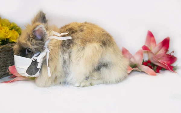 Coronavirüs Sağlık Yüzü Maskesi Giyen Paskalya Tavşanı