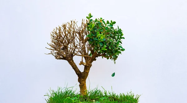 Yeşil Enerji Eko Gezegeni Kavramı