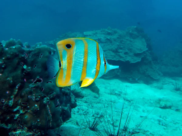 Coradion chrysozonus. Tayland Körfezi, Pattaya.