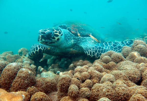 Hawksbill kaplumbağa. Pattaya Tayland Körfezi.