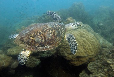 Şahin gagalı kaplumbağa, Eretmochelys imbricata. Tayland Körfezi, Pattaya.