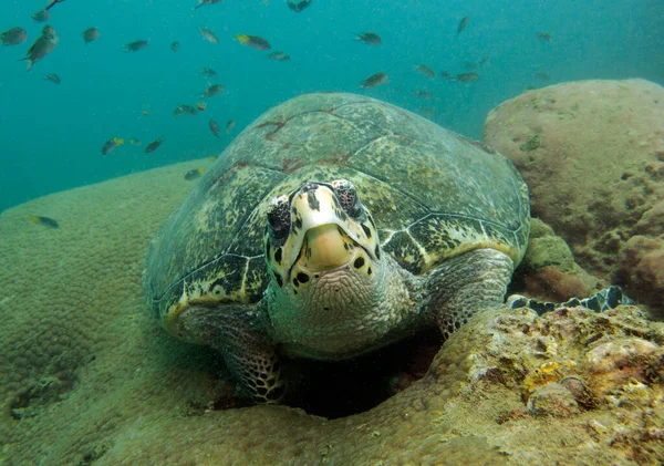 Şahin gagalı kaplumbağa, Eretmochelys imbricata. Tayland Körfezi, Pattaya.
