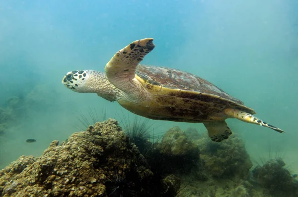 Şahin gagalı kaplumbağa, Eretmochelys imbricata. Tayland Körfezi, Pattaya.