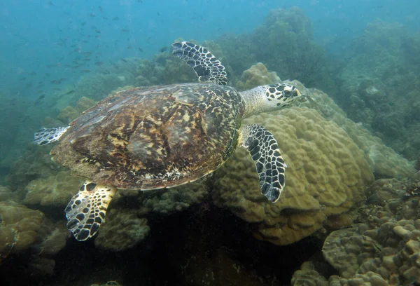 Şahin Gagalı Kaplumbağa Eretmochelys Imbricata Tayland Körfezi Pattaya — Stok fotoğraf