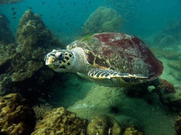 Şahin gagalı kaplumbağa, Eretmochelys imbricata. Tayland Körfezi, Pattaya.