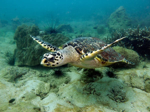 Şahin Gagalı Kaplumbağa Eretmochelys Imbricata Tayland Körfezi Pattaya Stok Resim