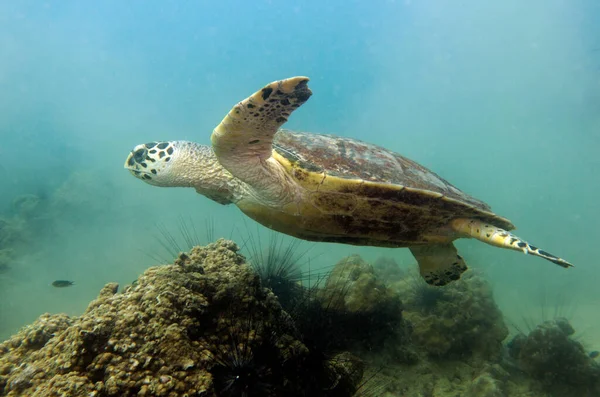 Şahin Gagalı Kaplumbağa Eretmochelys Imbricata Tayland Körfezi Pattaya Telifsiz Stok Imajlar