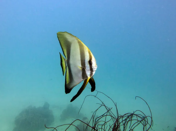 Yarasa balığı, Platax pinnatus, Ephippidae. Koh Chang, Tayland Körfezi.