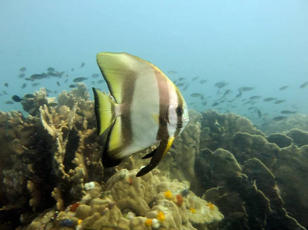 Yarasa balığı, Platax pinnatus, Ephippidae. Koh Chang, Tayland Körfezi.