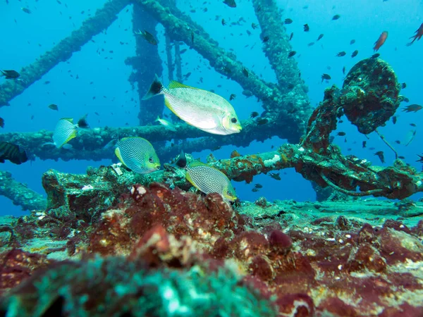 Enkaz dalışı. HTMS 