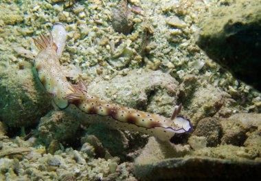 Risbecia tryoni, omurgasızını. Pattaya Tayland Körfezi.