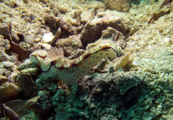 Risbecia Tryoni Nudibranch Сіамська Затока Паттайя — стокове фото