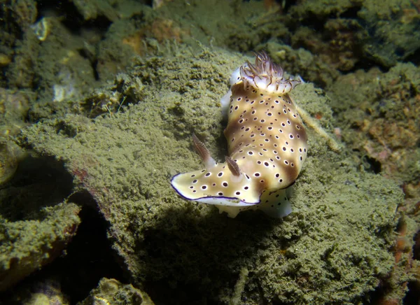 Risbecia tryoni, omurgasızını. Pattaya Tayland Körfezi.