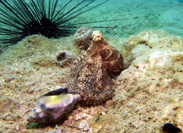 Polpo Cocco Amphioctopus Marginatus Golfo Thailandia Pattaya — Foto Stock