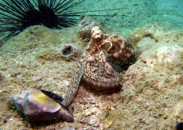 Polvo Coco Amphioctopus Marginatus Golfo Tailândia Pattaya — Fotografia de Stock