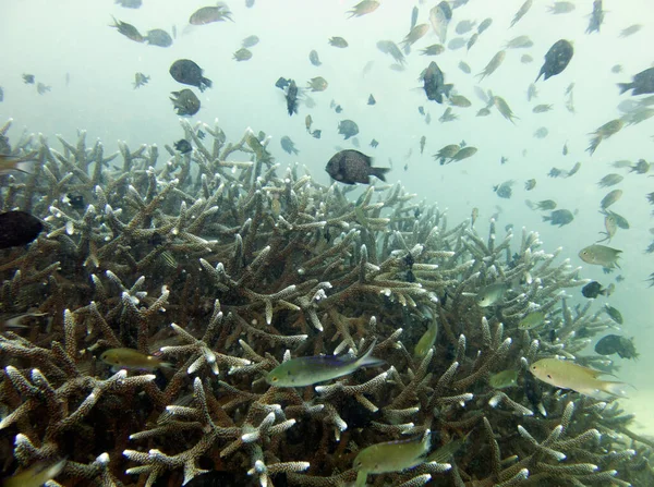 Mercan Kayalıkları Tayland Körfezi Koh Chang — Stok fotoğraf