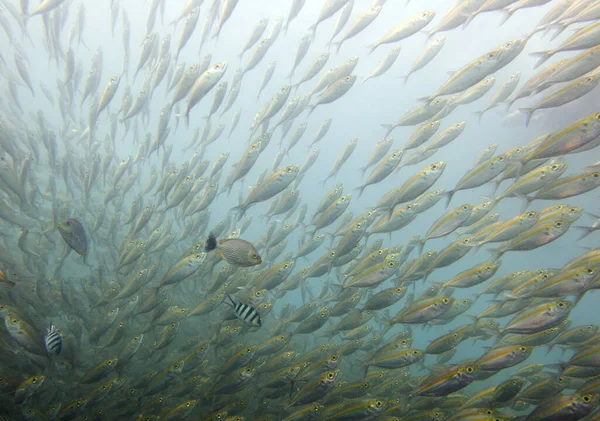 Sarı sırtlı piyade, Caesio Xanthonota. Tayland Körfezi, Koh Chang.