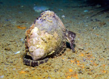 Deniz atı, Hipokampüs. HTMS 