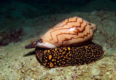 Kabuklu deniz hayvanı, yumuşakça, Conidae. Tayland Körfezi, Pattaya.