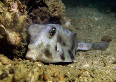 Kısa burunlu Boxfish, Ostracion Nasus. Tayland Körfezi, Pattaya.