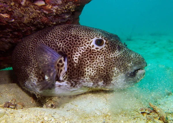 Csillagos Pufferfish Arothron Stellatus Thaiföld Öböl Pattaya — Stock Fotó