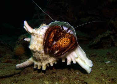 Ermiş Yengeç, Kanser Keşişi, Paguroidea. HTMS 