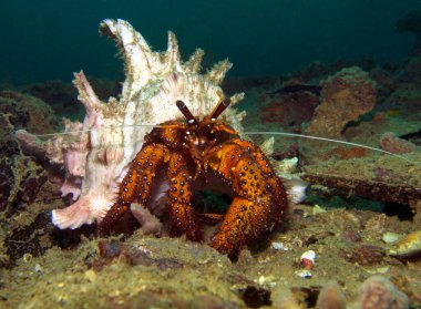 Ermiş Yengeç, Kanser Keşişi, Paguroidea. HTMS 