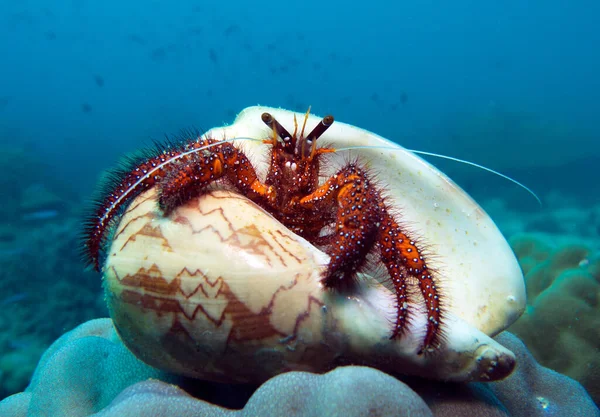 Ermiş Yengeç, Kanser Keşişi, Paguroidea. Tayland Körfezi, Pattaya.