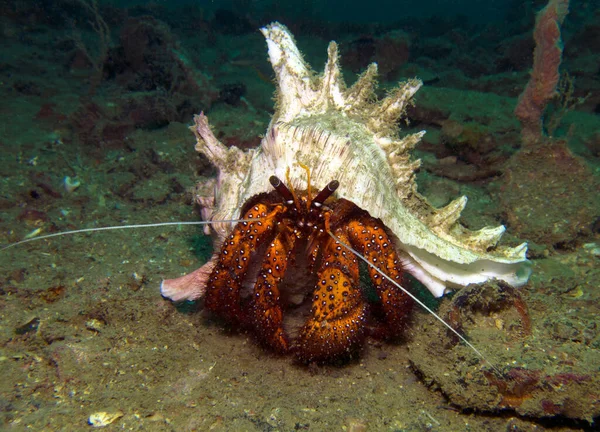Hermit Crab Cancer Hermit Paguroidea Htms Kud Relitto Golfo Thailandia — Foto Stock