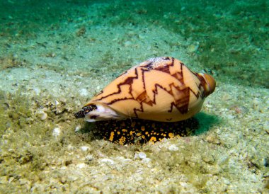 Kabuklu deniz hayvanı, Conidae, yumuşakça. Tayland Körfezi, Pattaya.