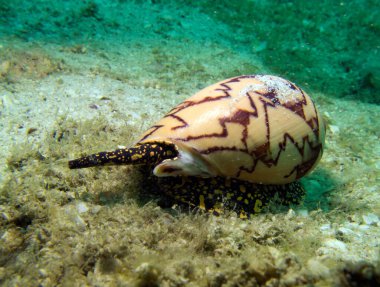 Kabuklu deniz hayvanı, Conidae, yumuşakça. Tayland Körfezi, Pattaya.