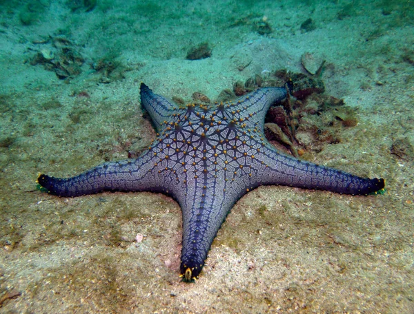Denizyıldızı, Deniz Yıldızı, Asteroidea. Tayland Körfezi, Pattaya. 
