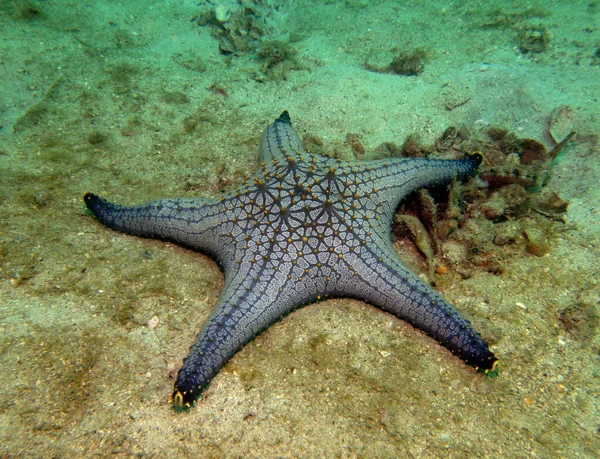 Denizyıldızı, Deniz Yıldızı, Asteroidea. Tayland Körfezi, Pattaya. 